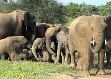 Botswana-Mashatu-Mashatu Game Reserve Safari